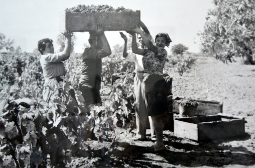 Vignaioli al lavoro